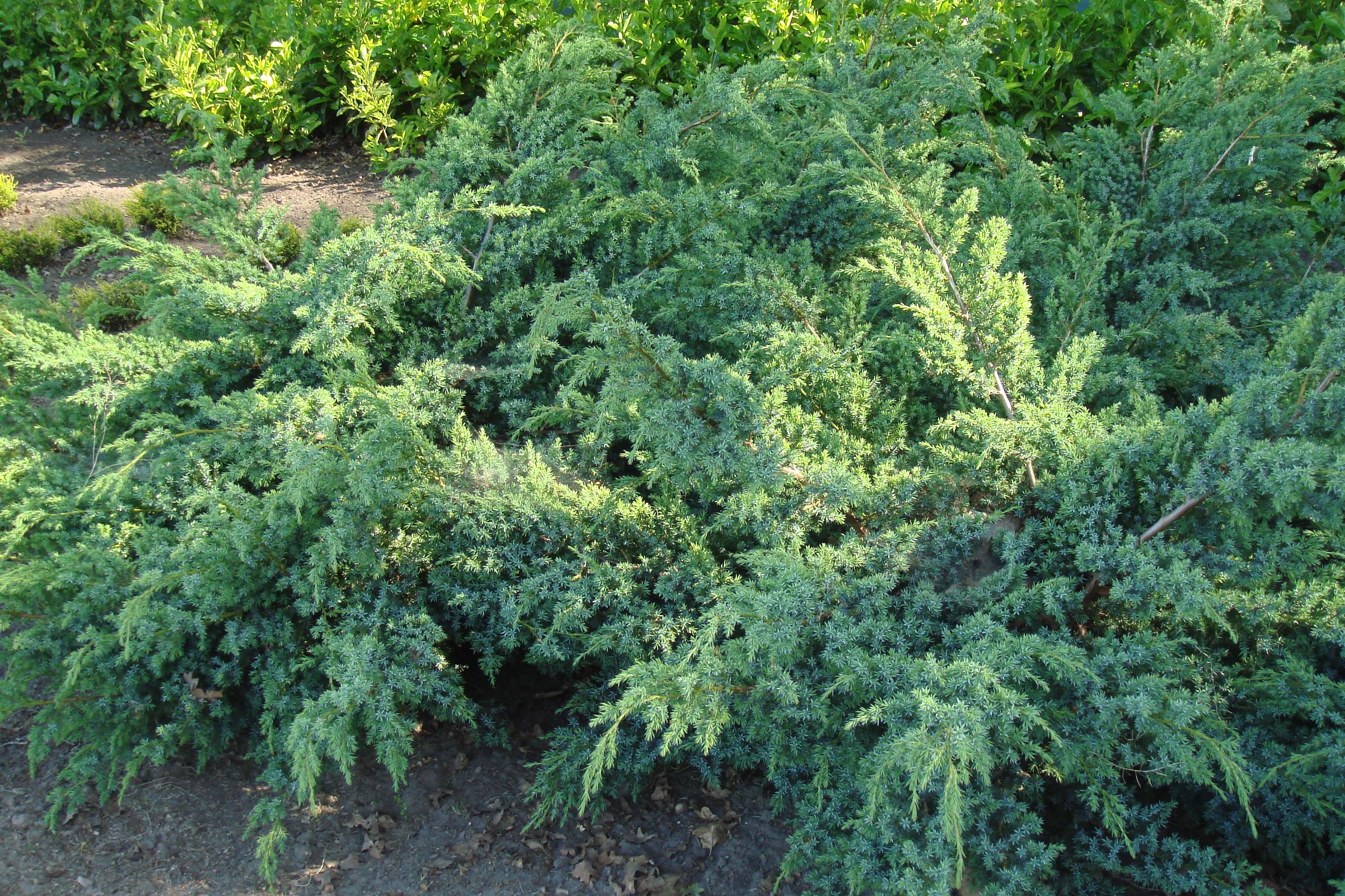 Juniperus squamata 'Blue Swede'